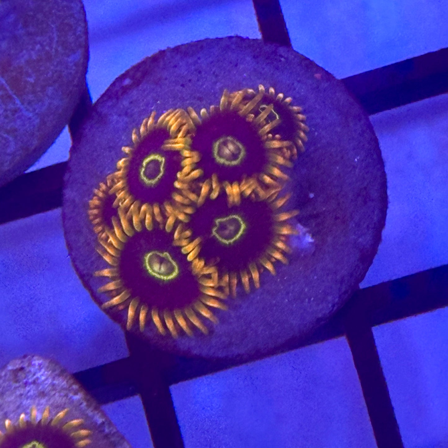 Rainbow Hornet Zoa / Zoanthid