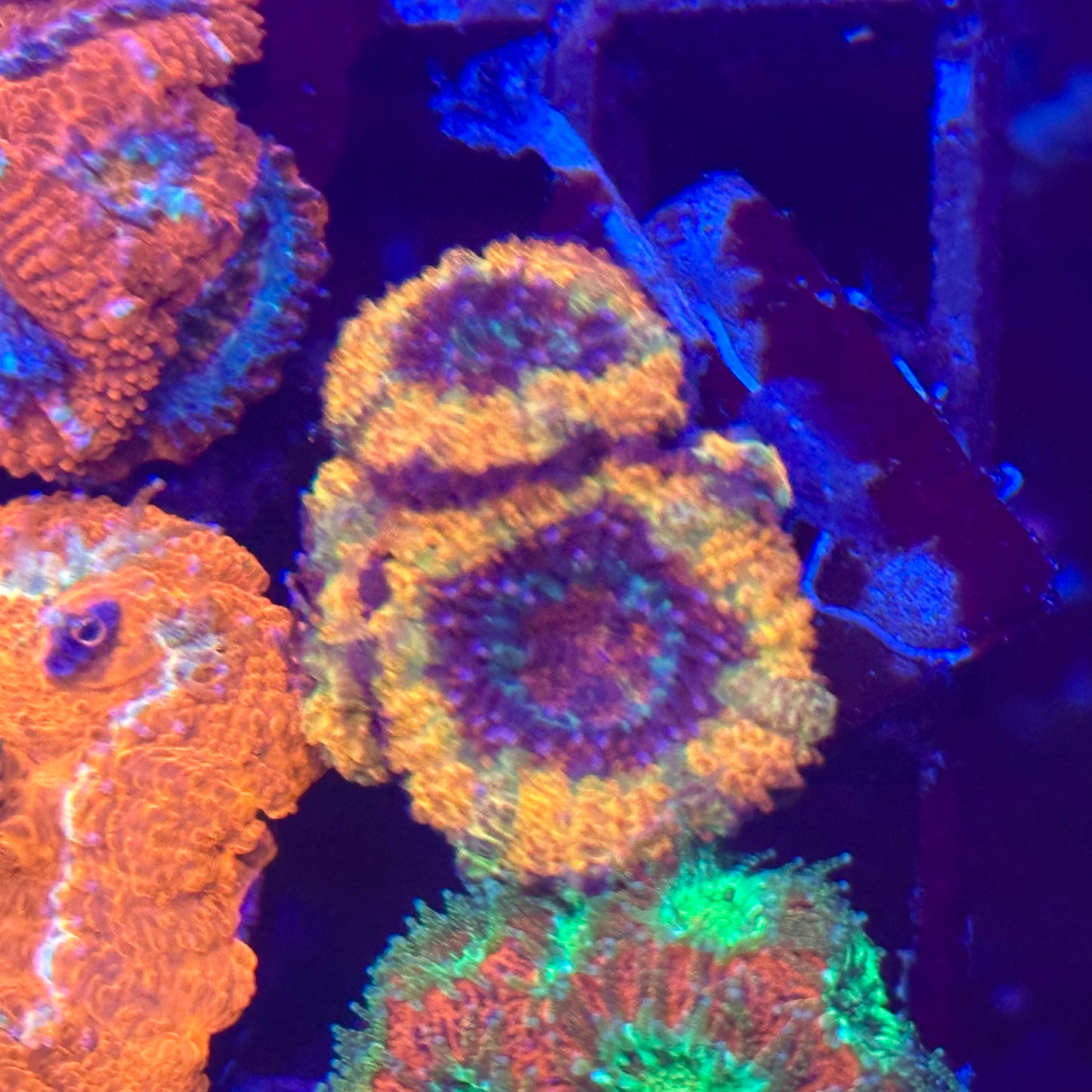 Islander Corals Signature Rainbow Acan