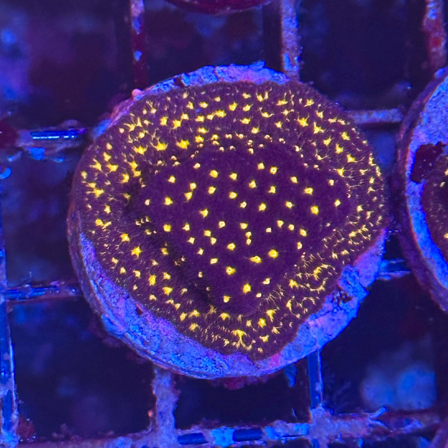 Tron Leptoseris Coral