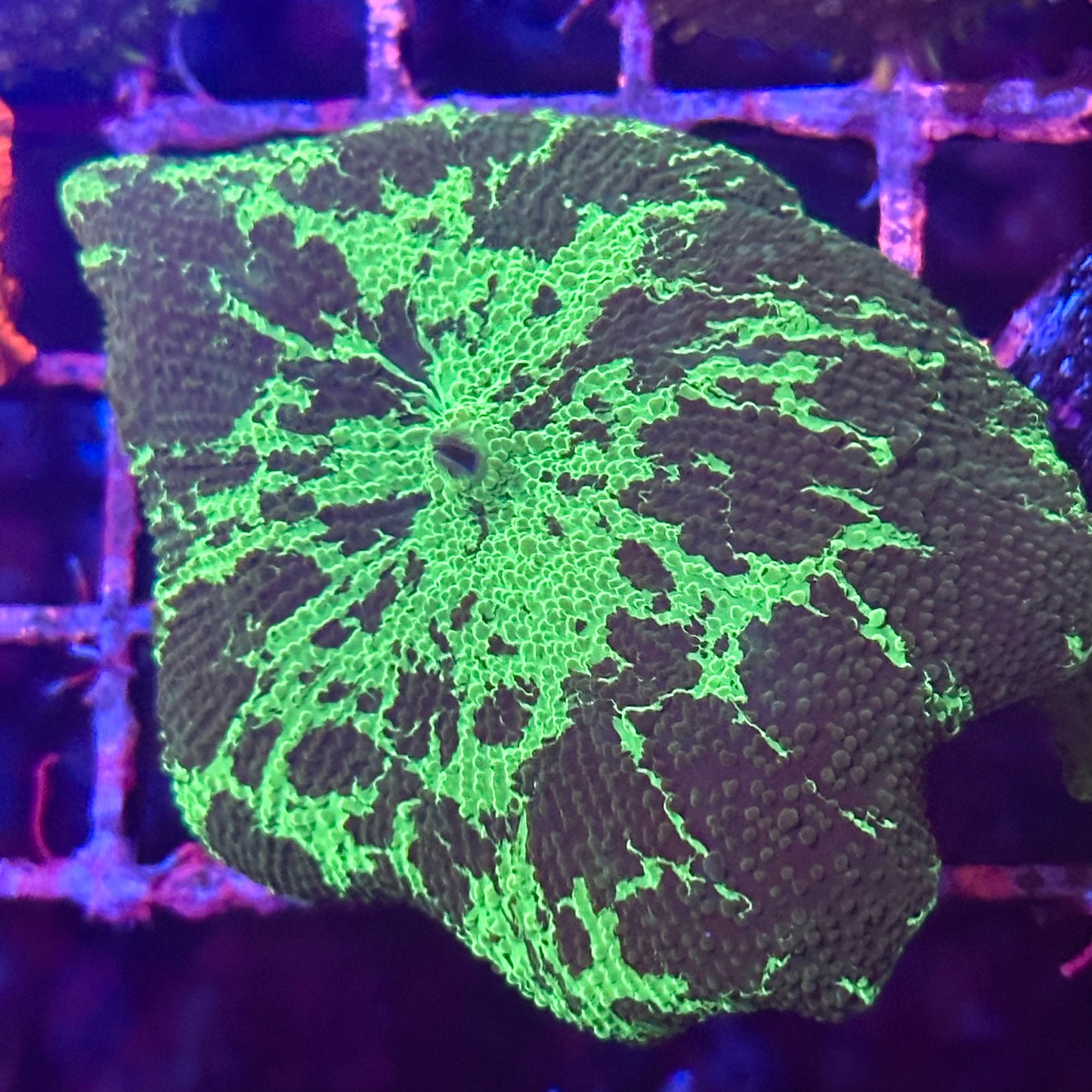 Kryptonite Jawbreaker Discosoma Mushroom