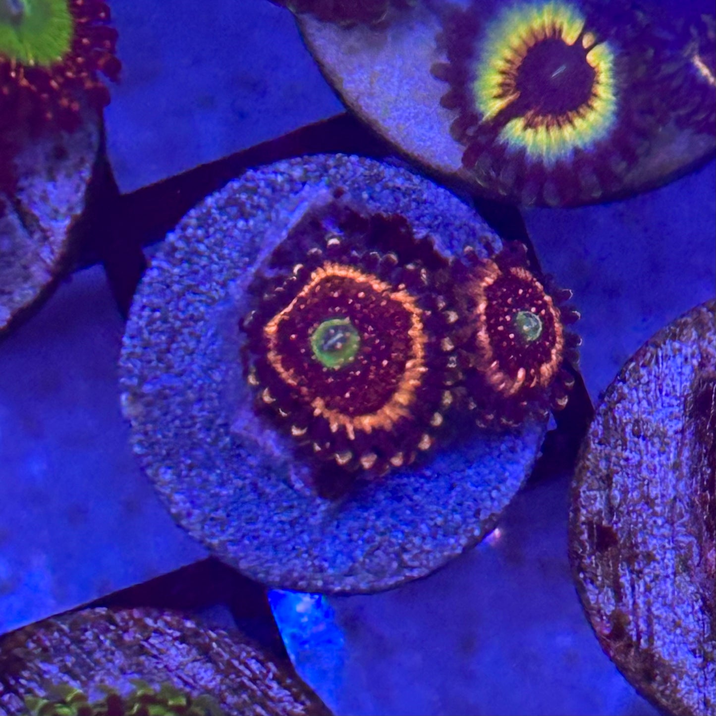 Pink Zipper Zoa / Zoanthid