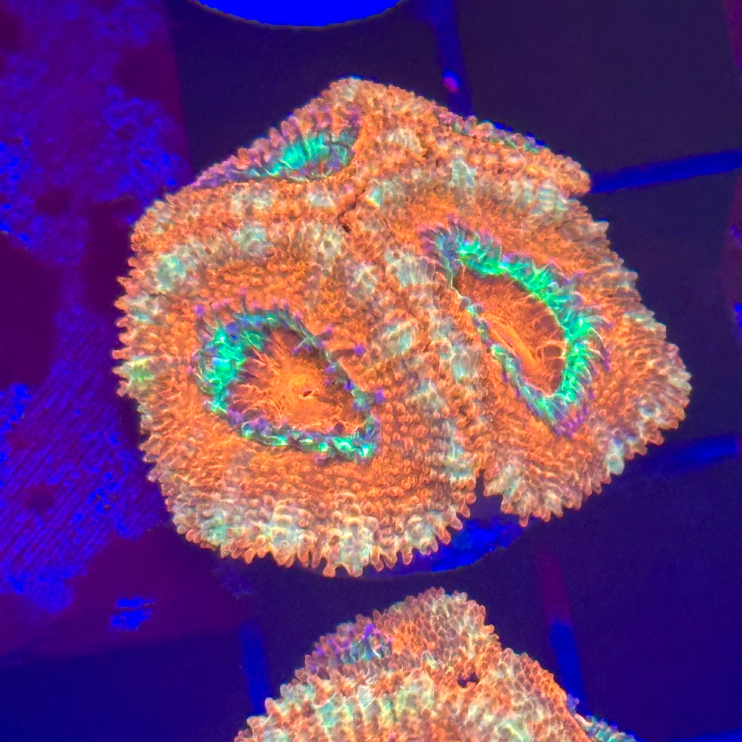 Islander Corals Sunburst Acan