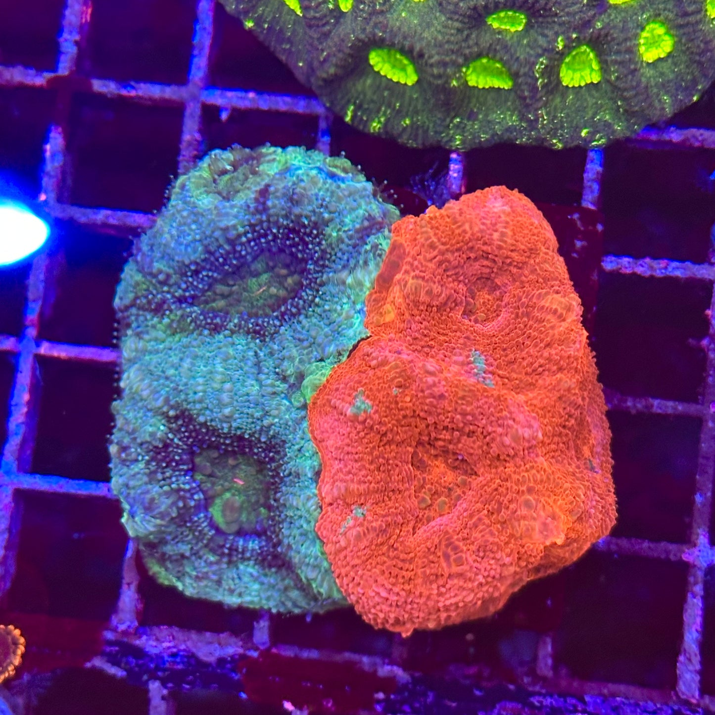 Bleeding Apple Bowerbanki Mini Colony