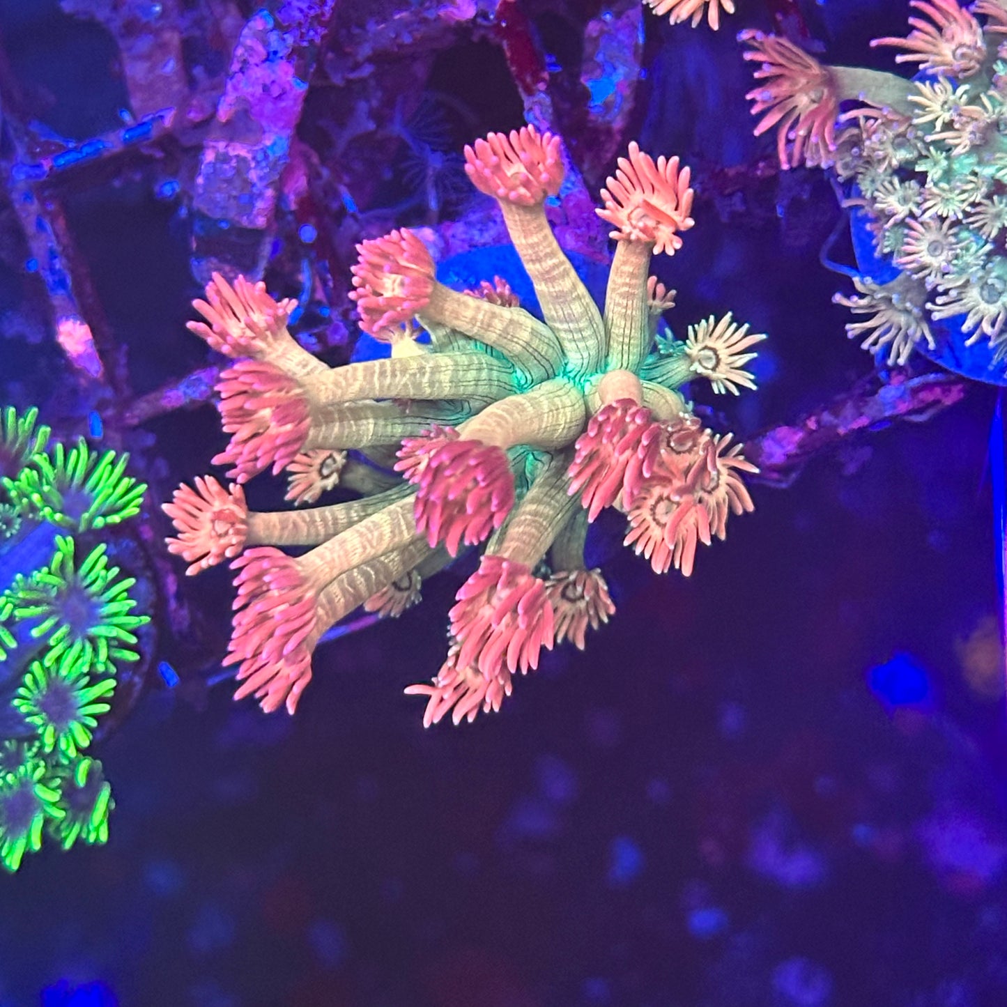 Goniopora / Goni - Islander Corals Wrecking Ball