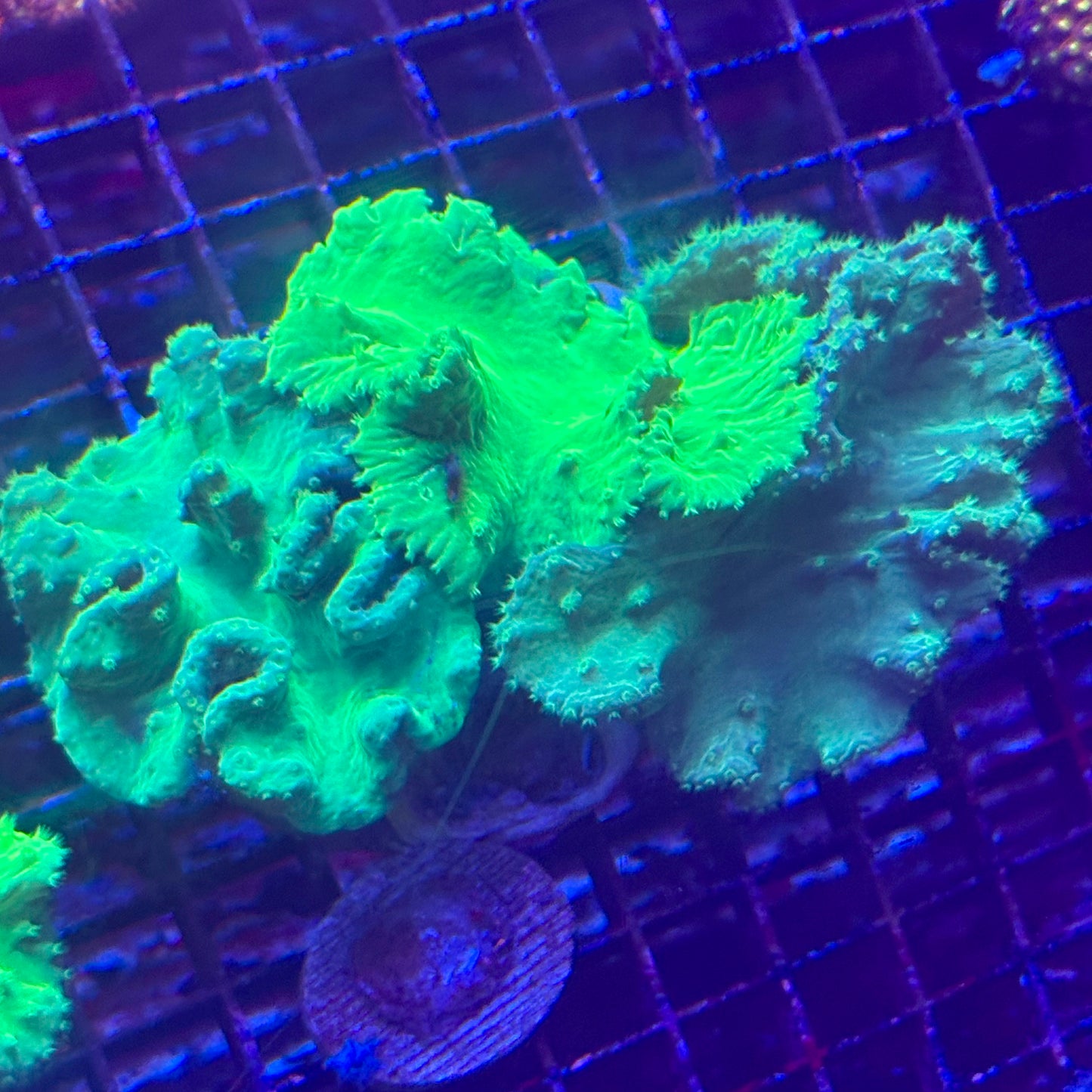Cabbage Leather Coral - Colony