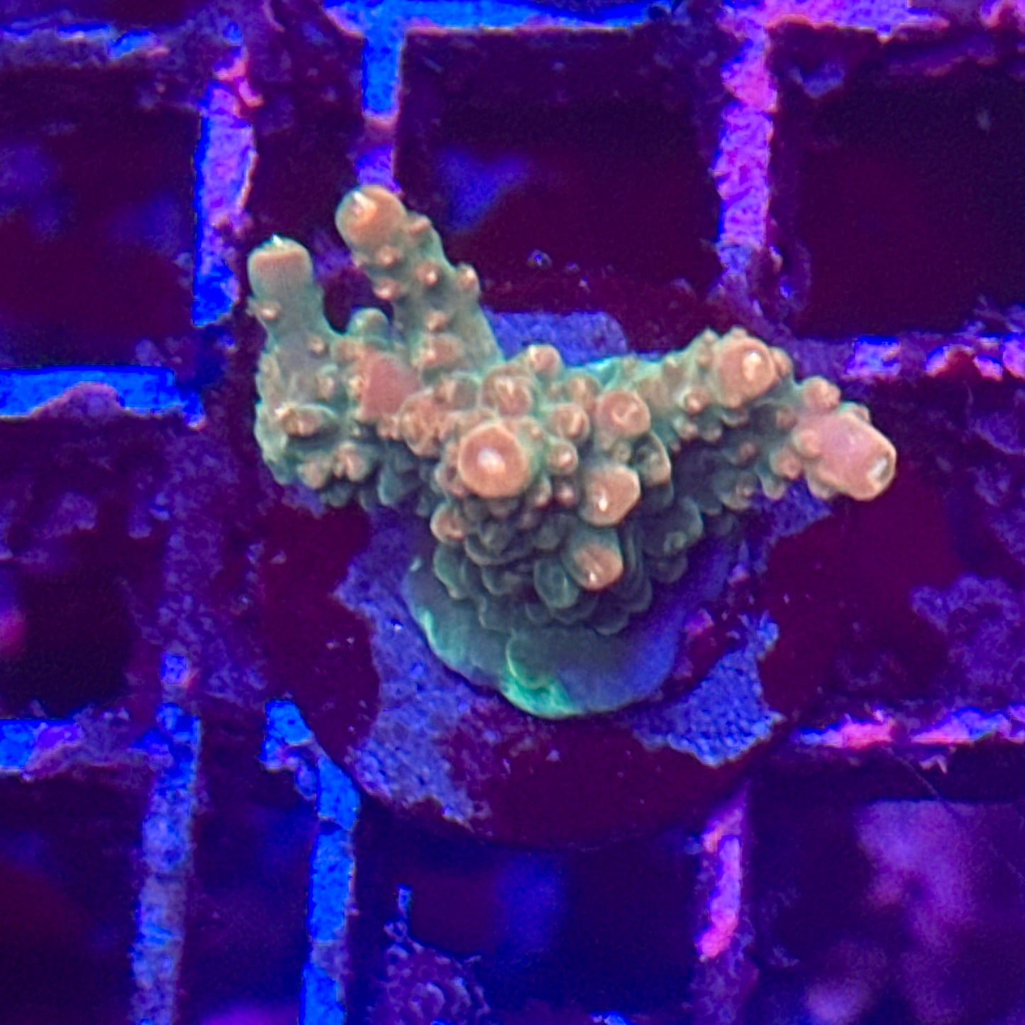 Islander Corals Blowtorch Acro