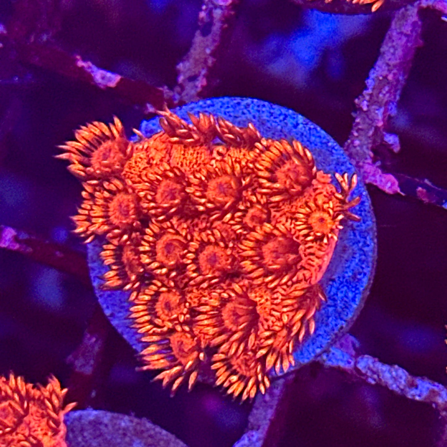 Goniopora / Goni - Red