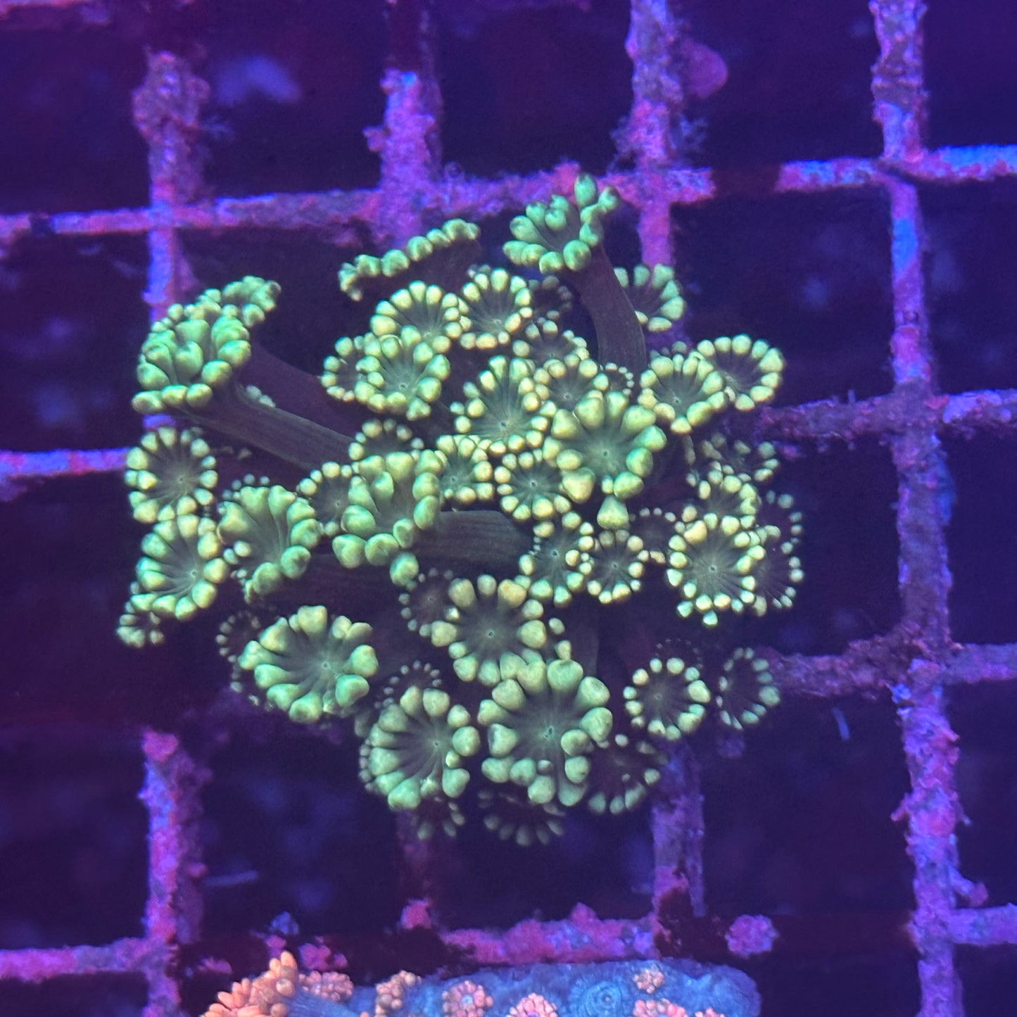 Goniopora / Goni - Alveopora