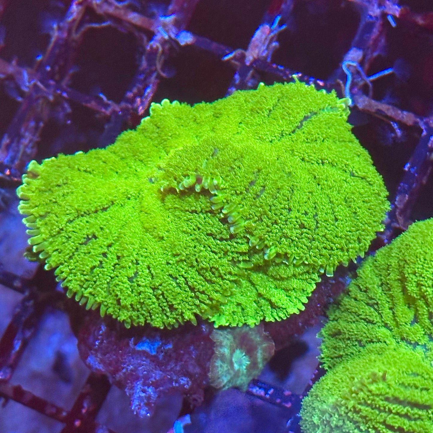 Green Rhodactis Old School Mushroom