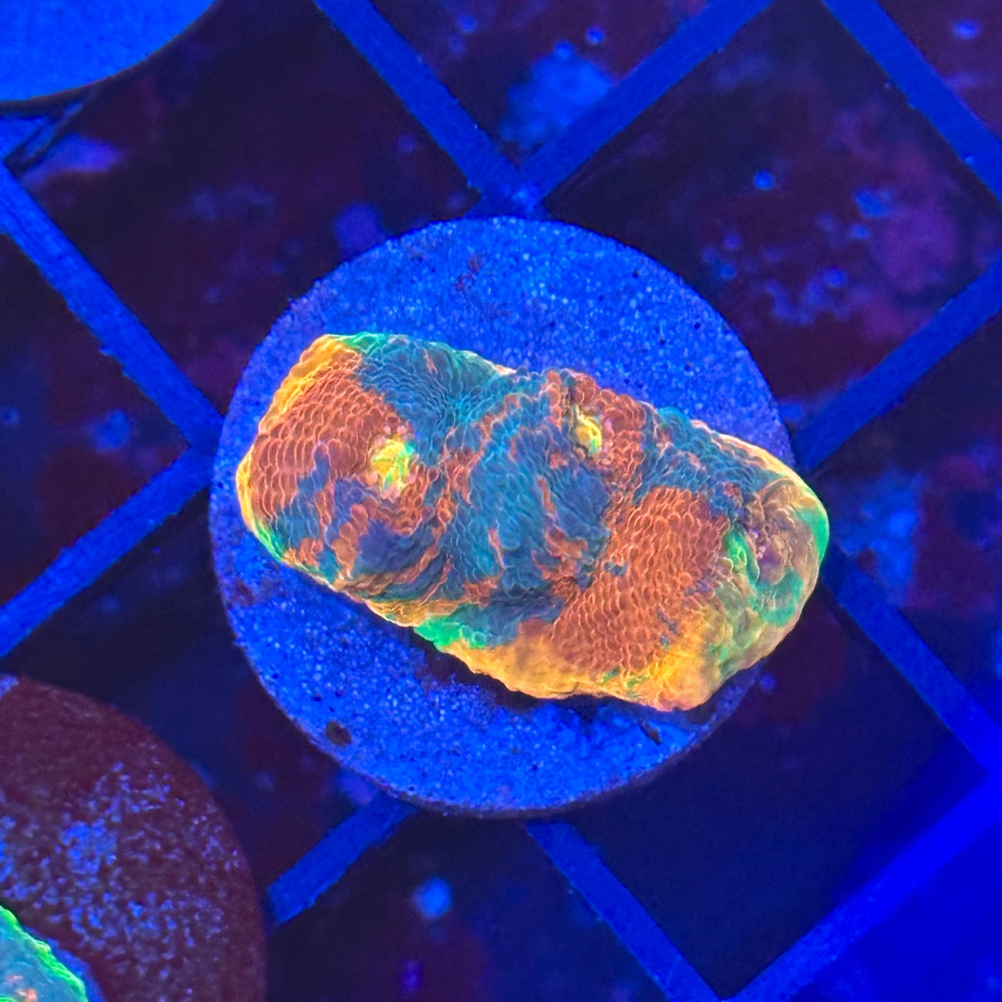 Islander Corals No Limit Rainbow Chalice