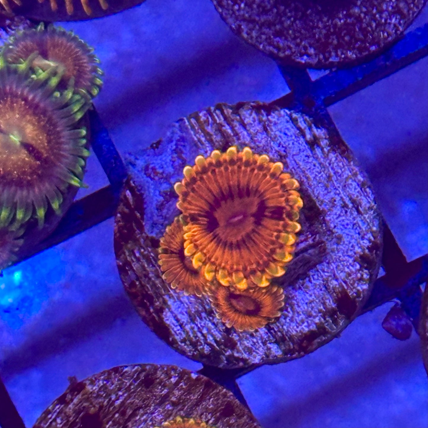 Burning Embers Zoa / Zoanthid
