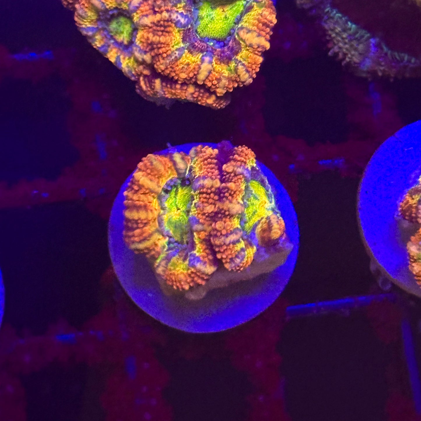 Islander Corals Candyman Acan
