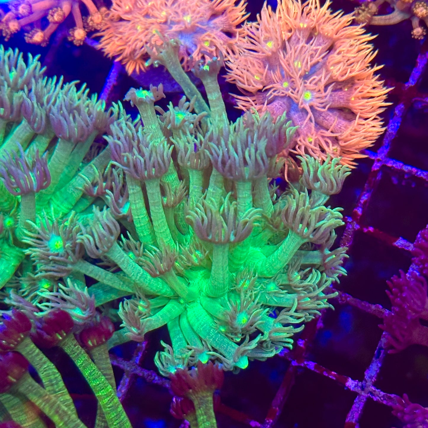 Goniopora / Goni - Islander Corals Baby's Breath