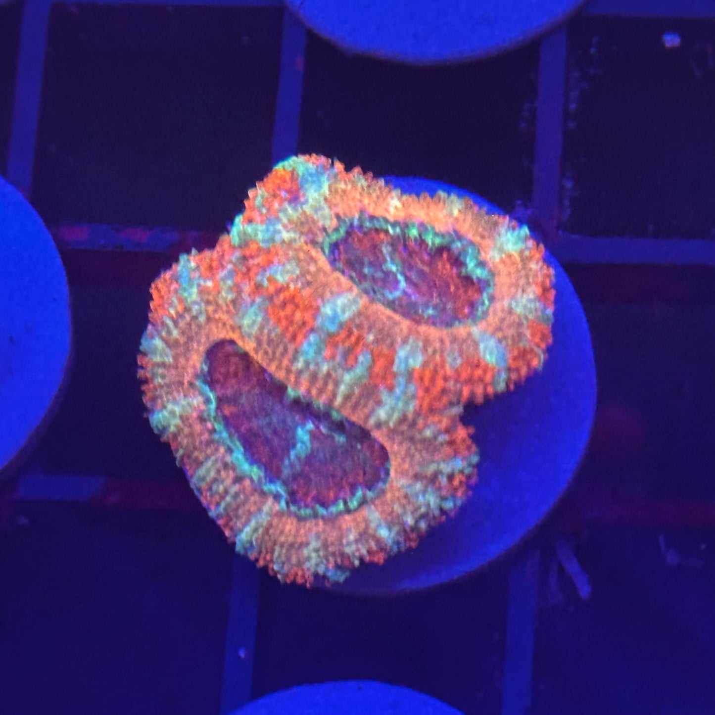 Islander Corals Smashing Pumpkin Acan