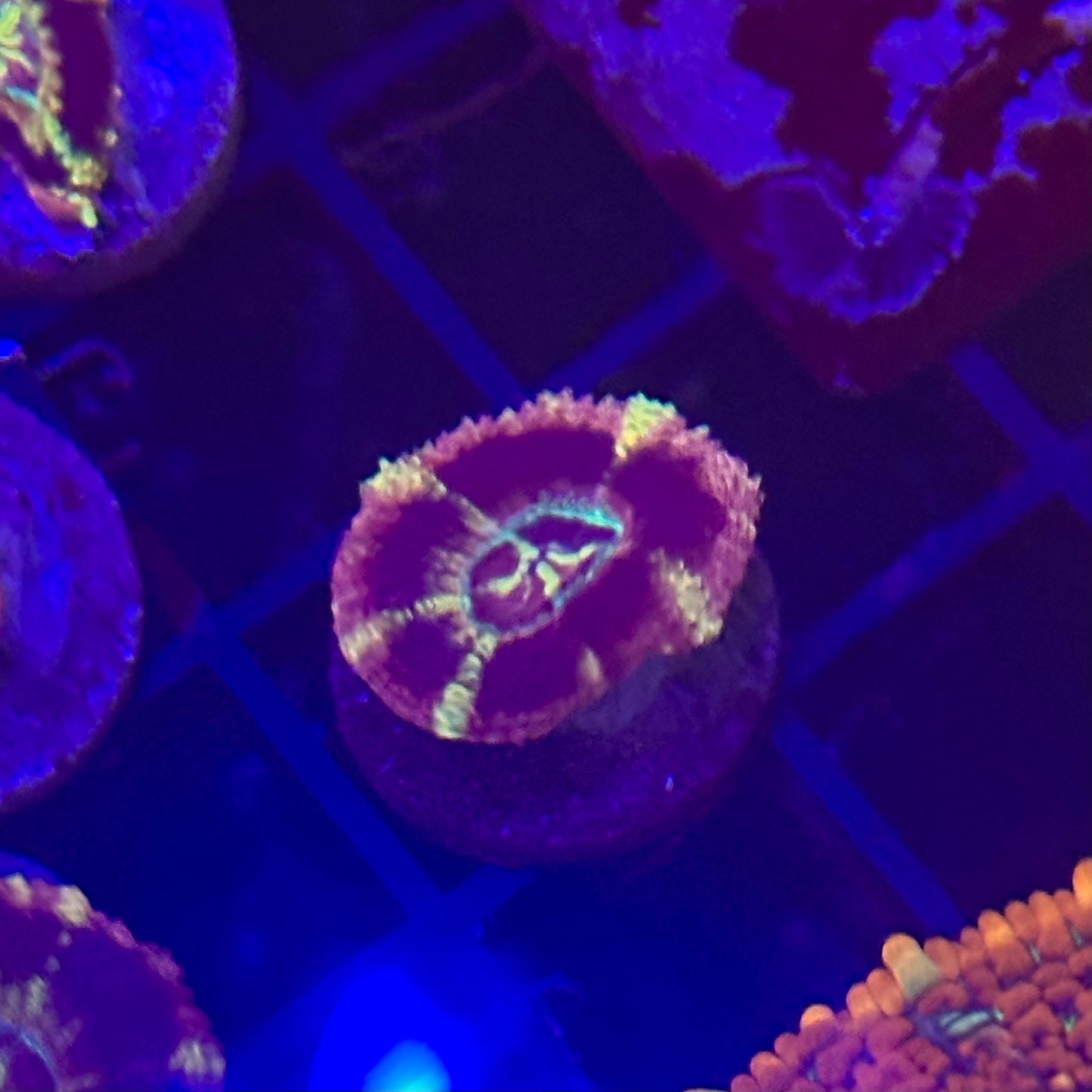 Islander Corals Purple Empress Acan