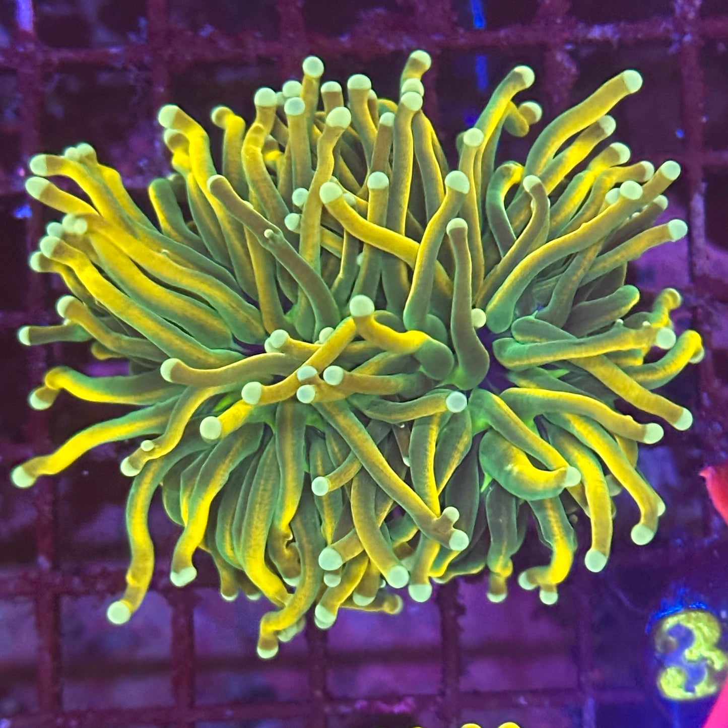 Torch - Banana long tip