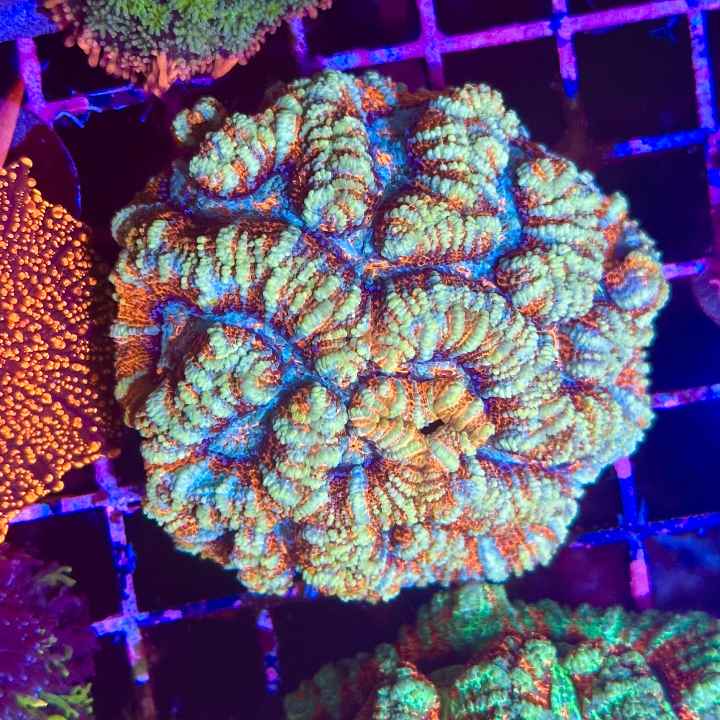 Rainbow Wilsoni Colony