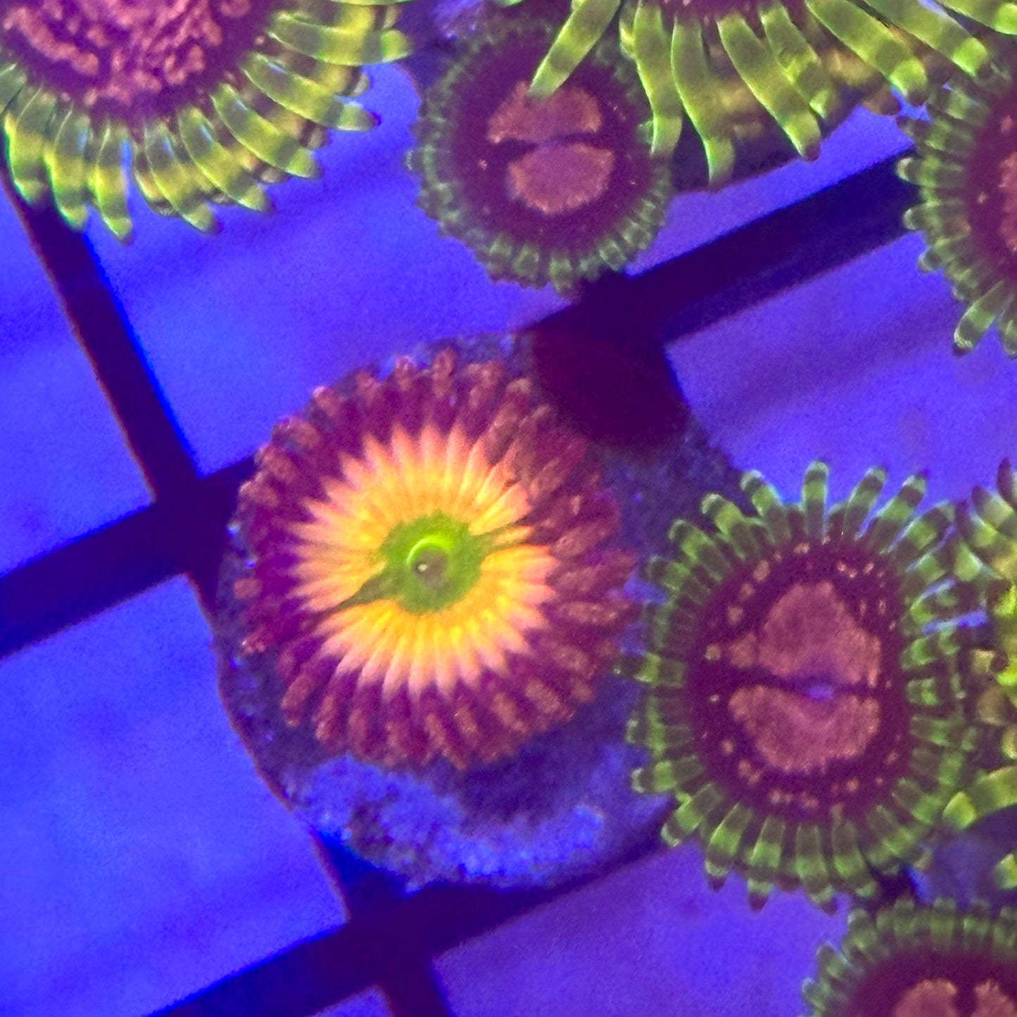 Rainbow Infusion Zoa / Zoanthid