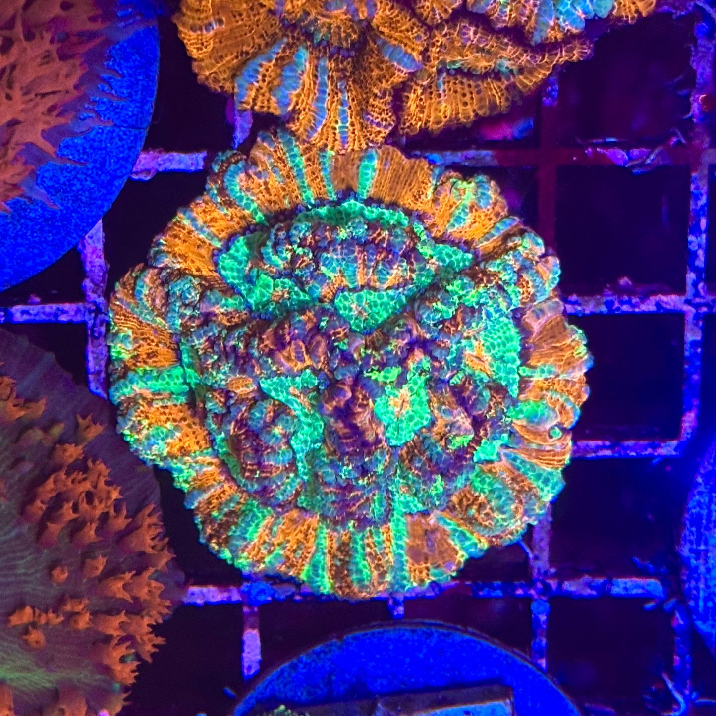 Rainbow Wilsoni Colony