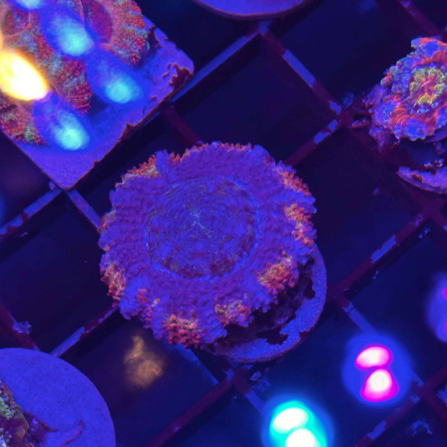 Islander Corals Purple Monster Rainbow Acan