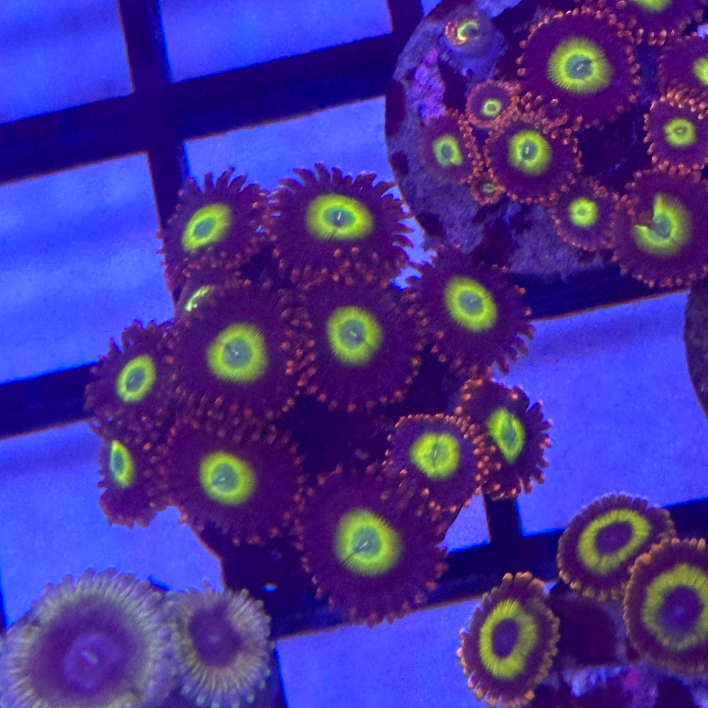 Circus Zoa / Zoanthid