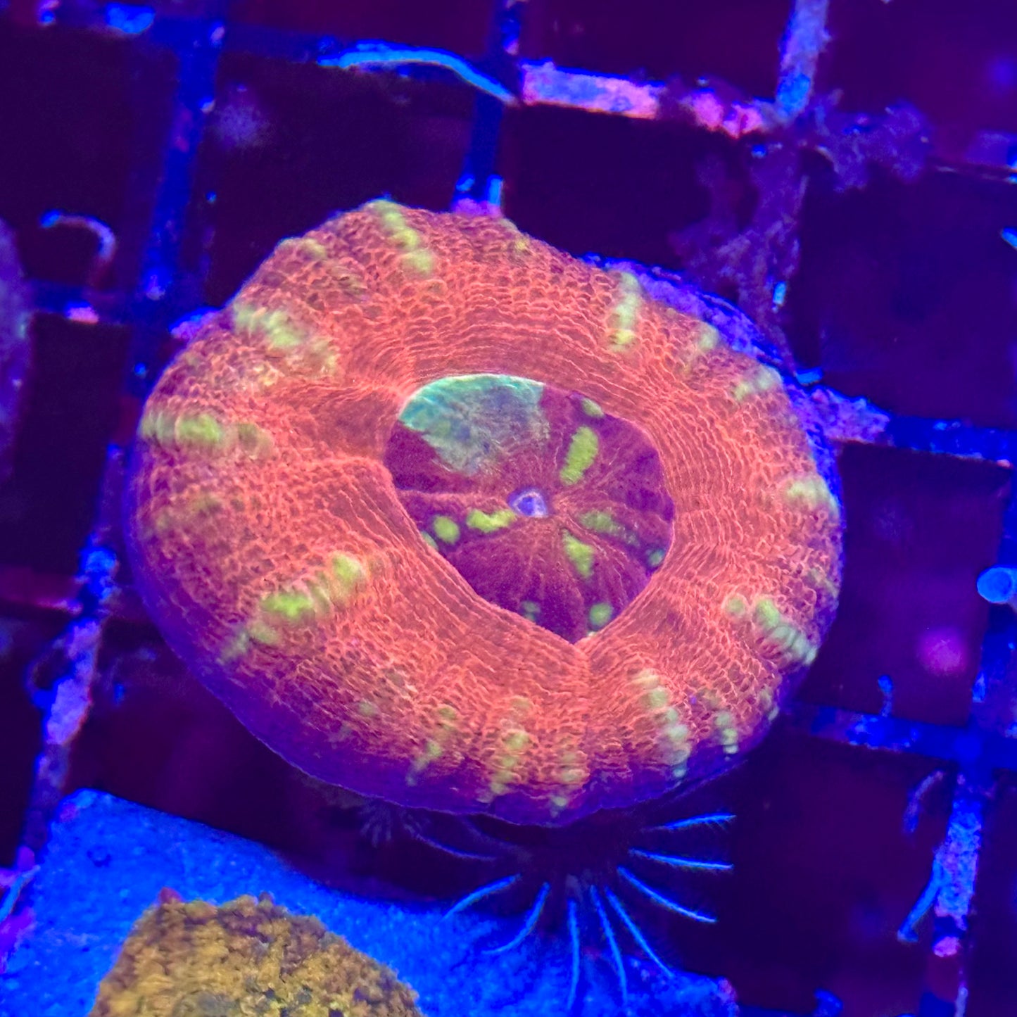 Scoly / Scolymia