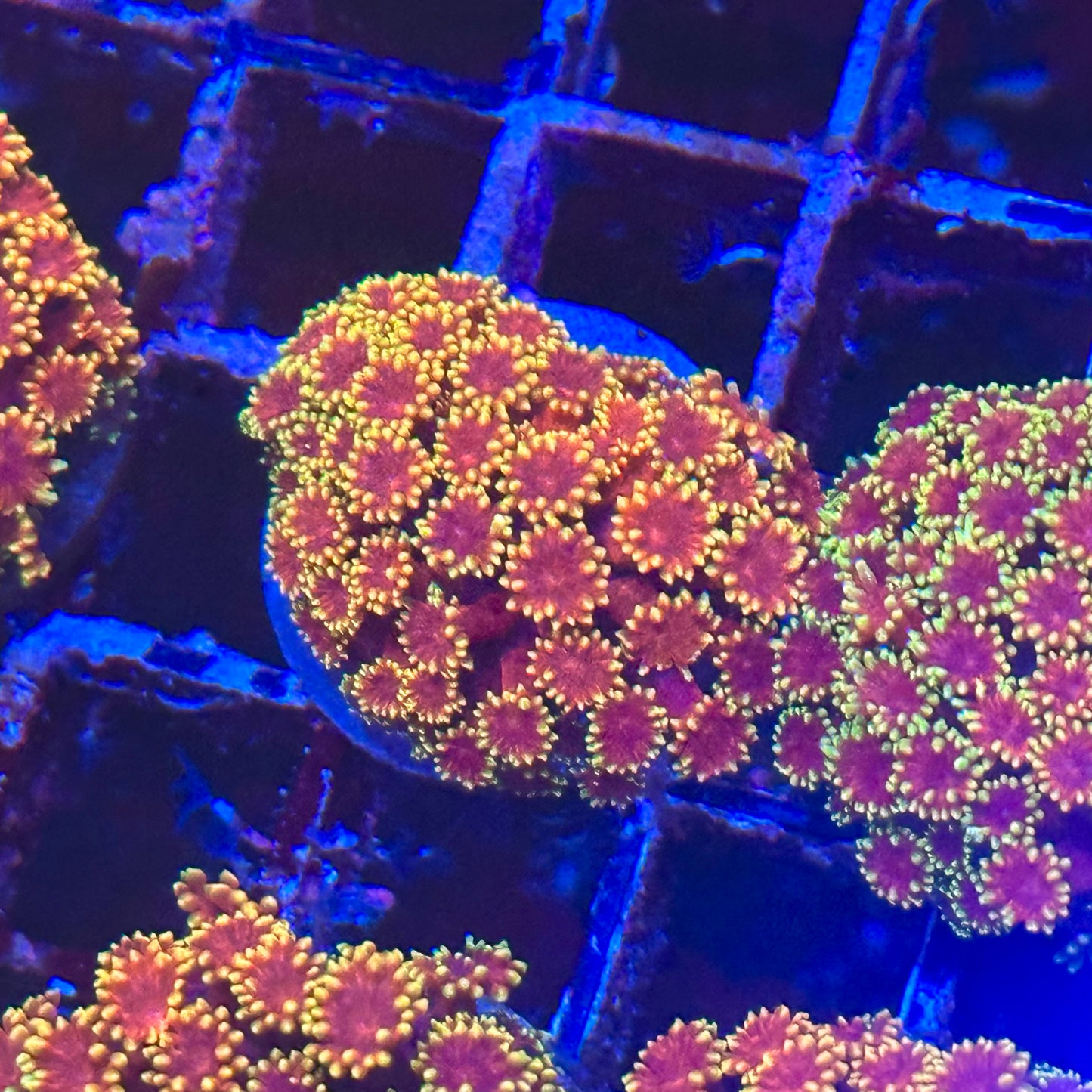 Goniopora / Goni - Triple X Bernardopora