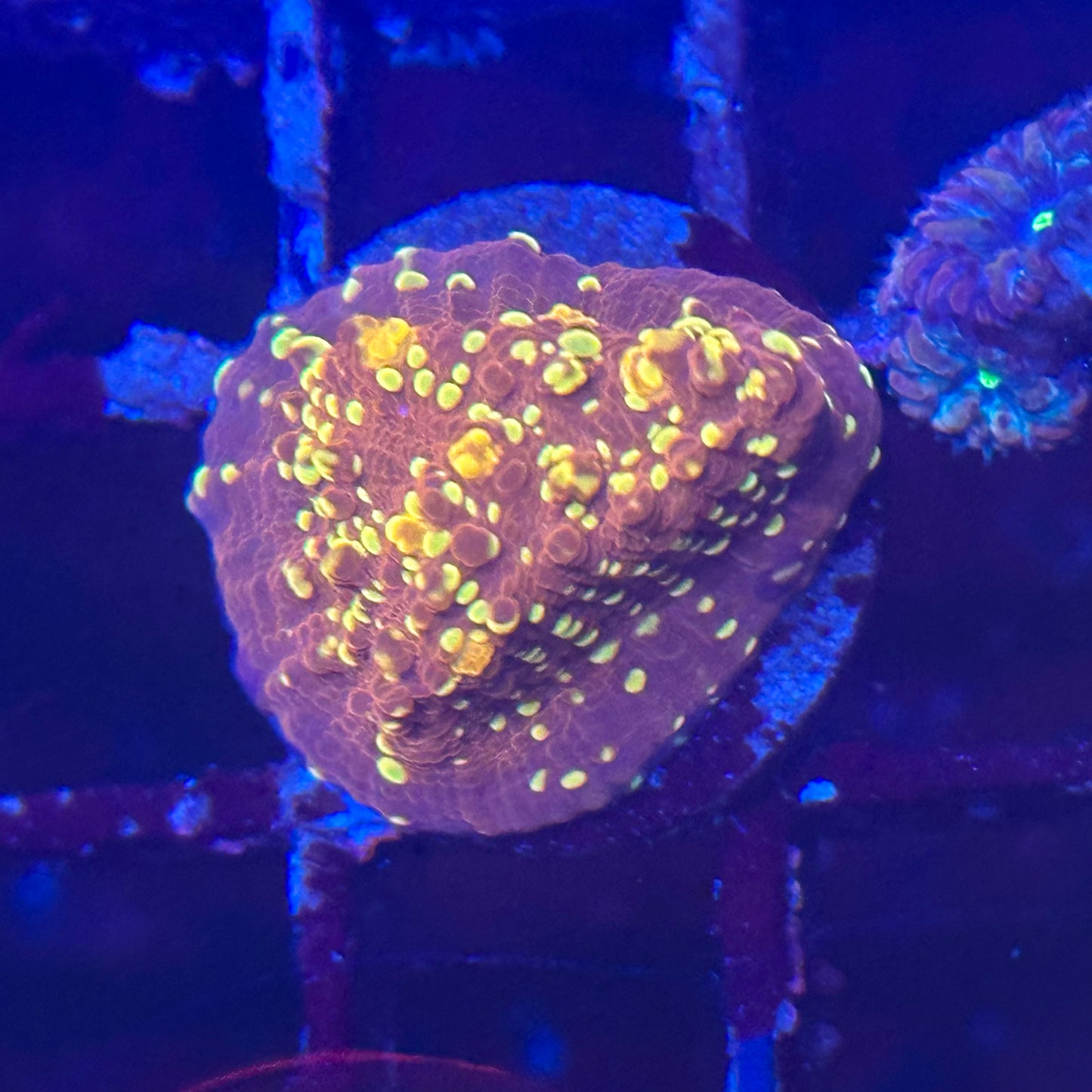 Goldmeister Chalice Coral