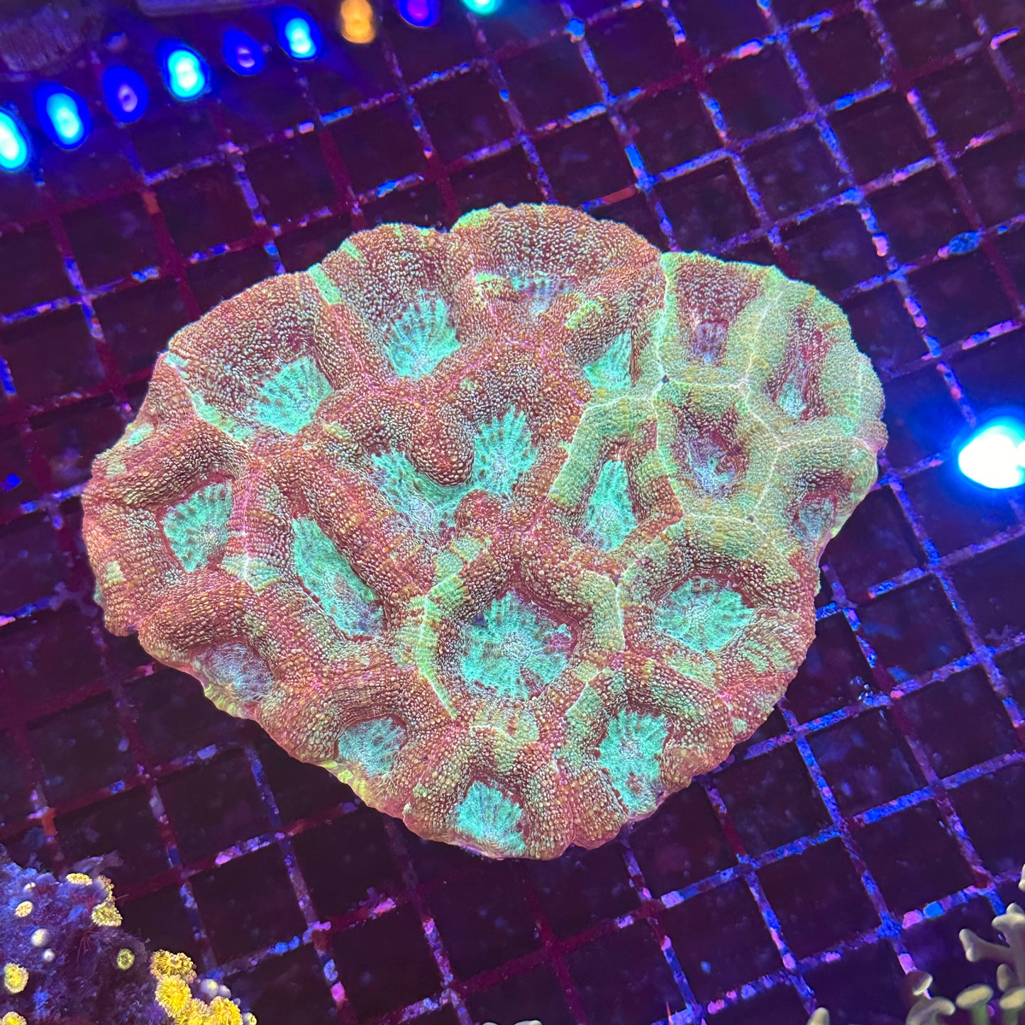 Bowerbanki Colony
