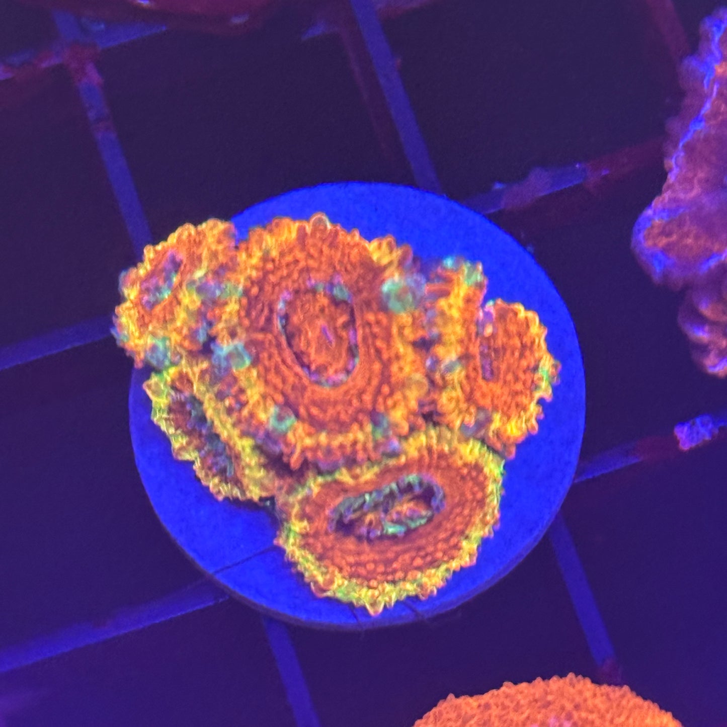 Islander Corals Final Fantasy Acan