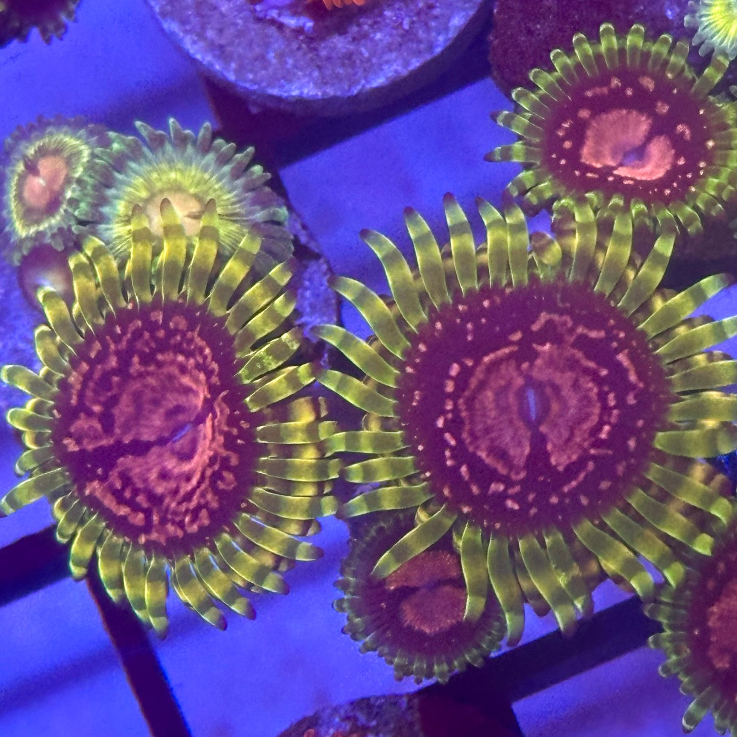 Purple Monster Zoa / Zoanthid