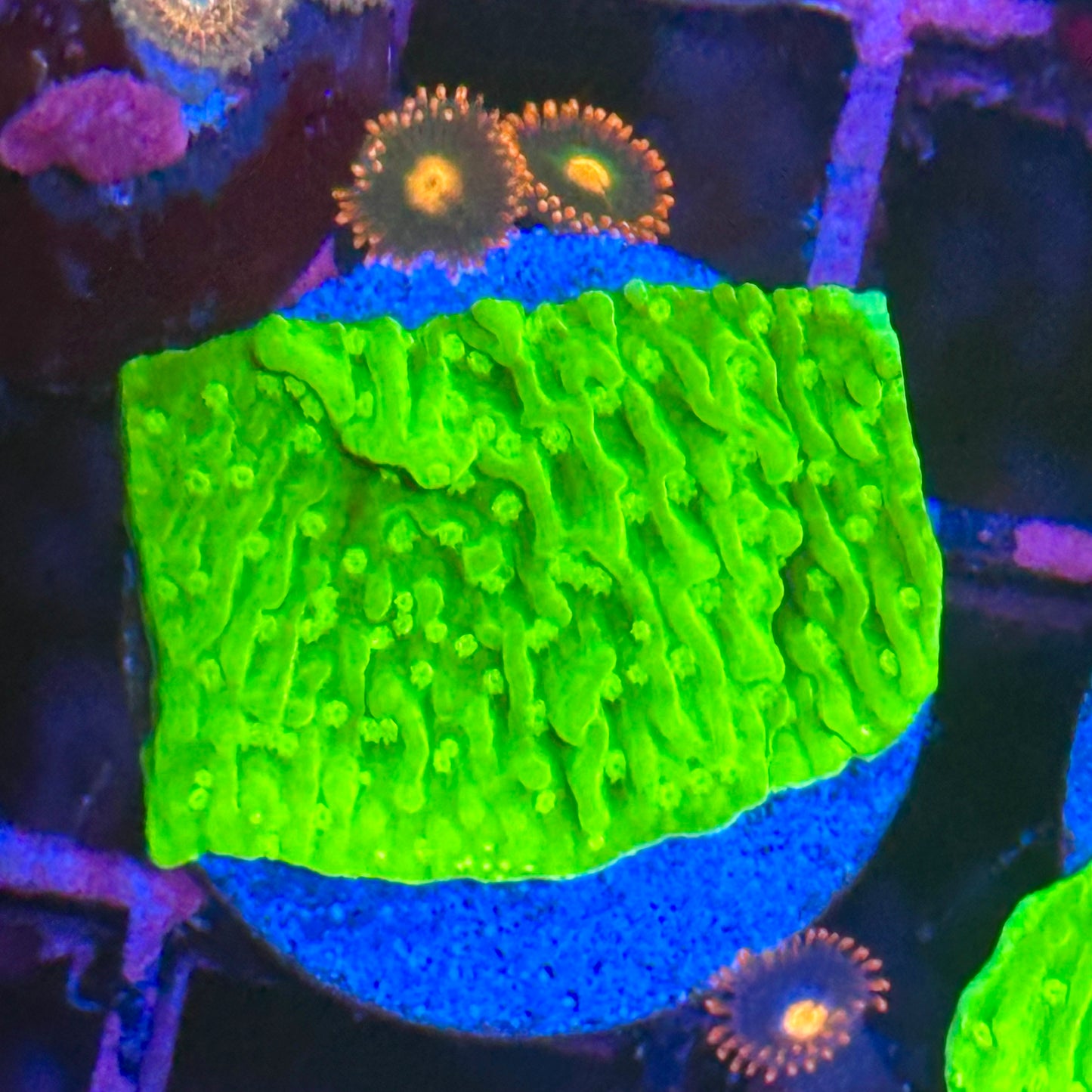 Neon Montipora