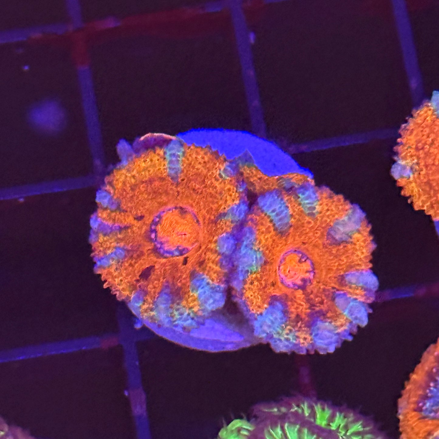 Islander Corals Fireball Acan