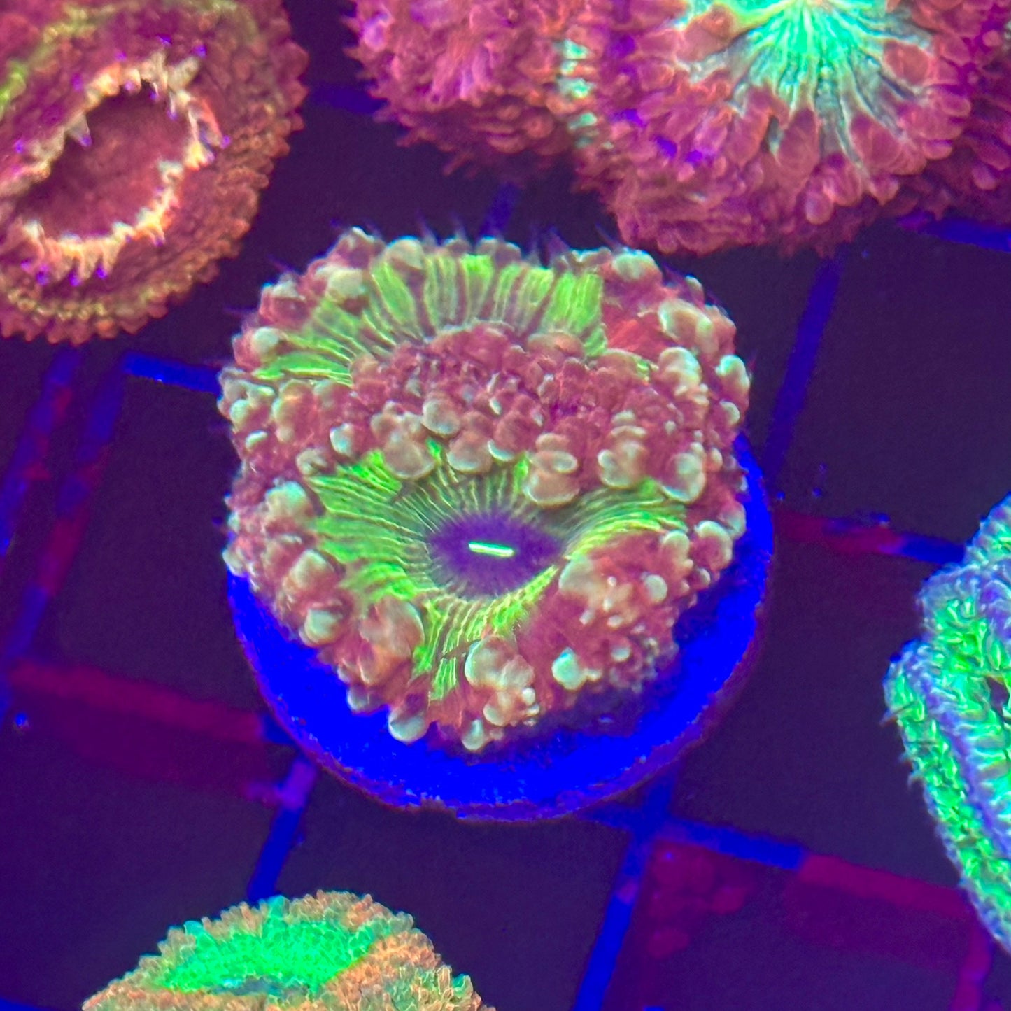 Islander Corals Jackpot Blasto