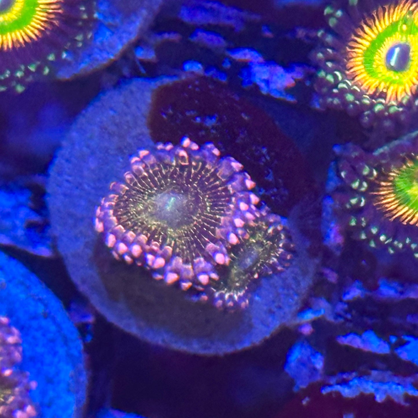 Stratosphere Zoa / Zoanthid