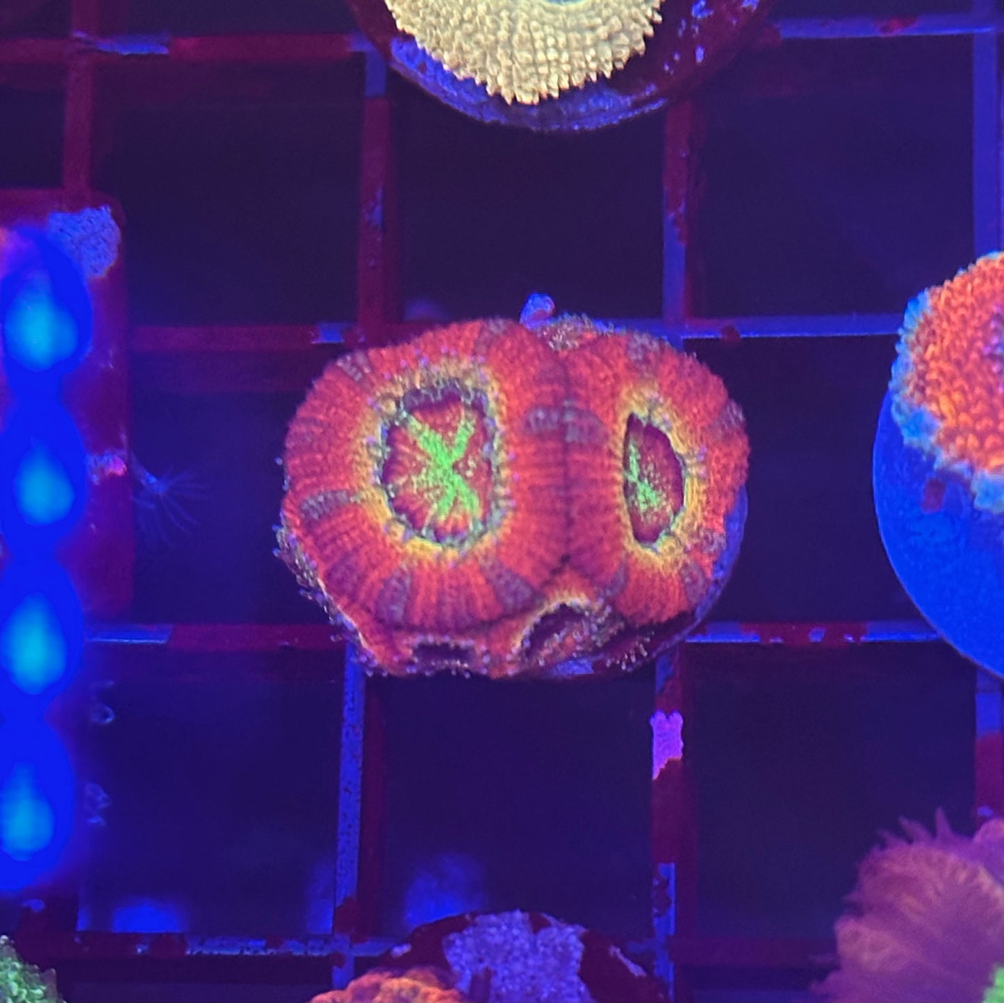 Ruby Red Micromussa Acan