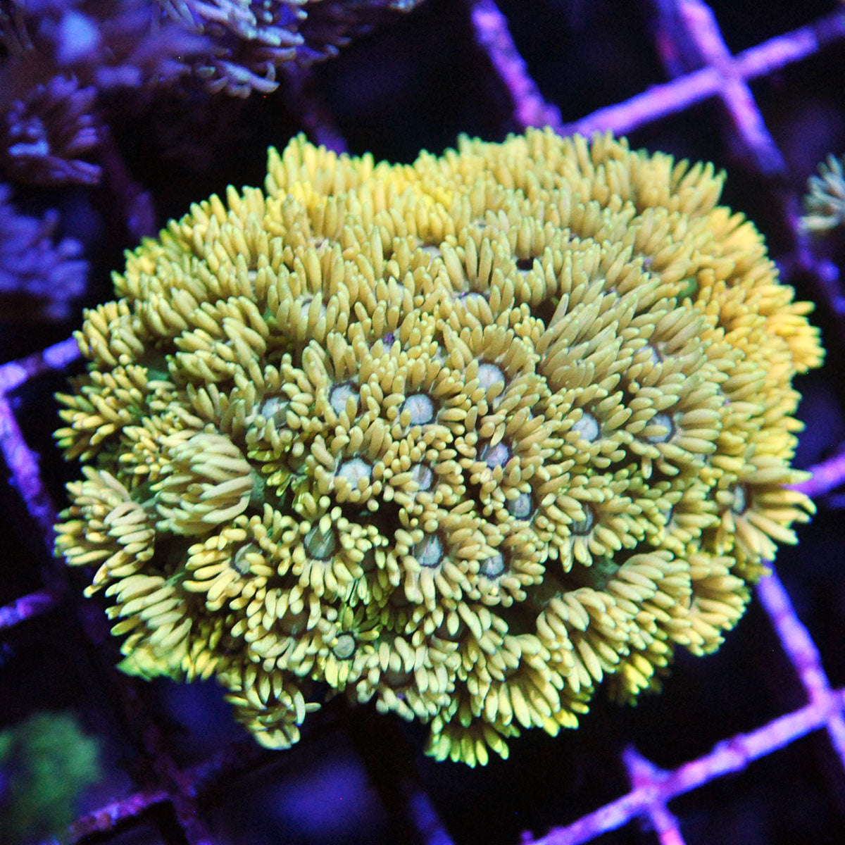 Goniopora / Goni - Yellow Orchid Colony