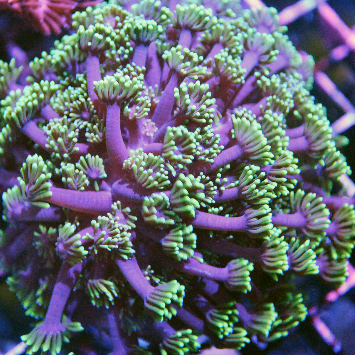 Goniopora / Goni - Green Flame Colony