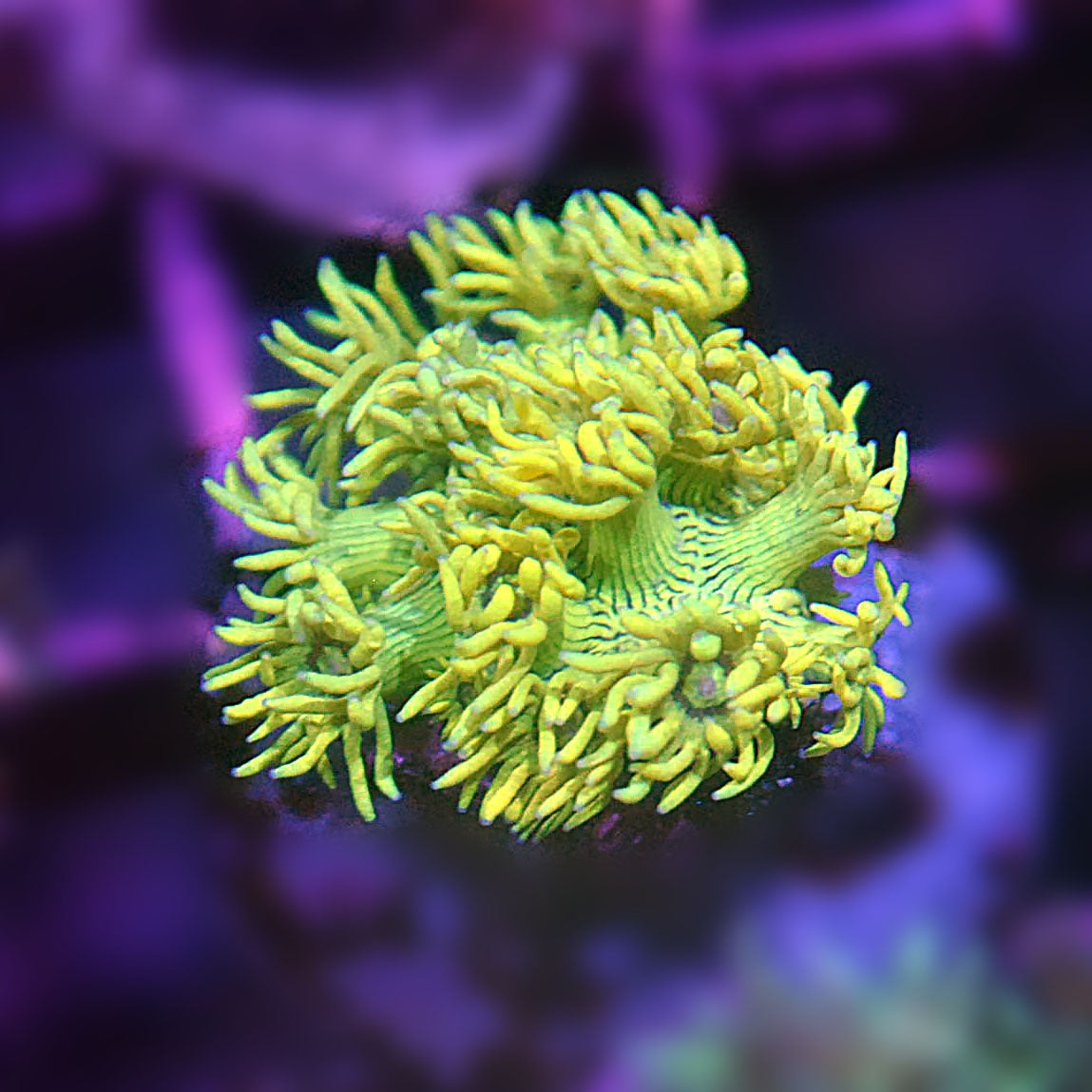 Goniopora / Goni - Yellow Zebra