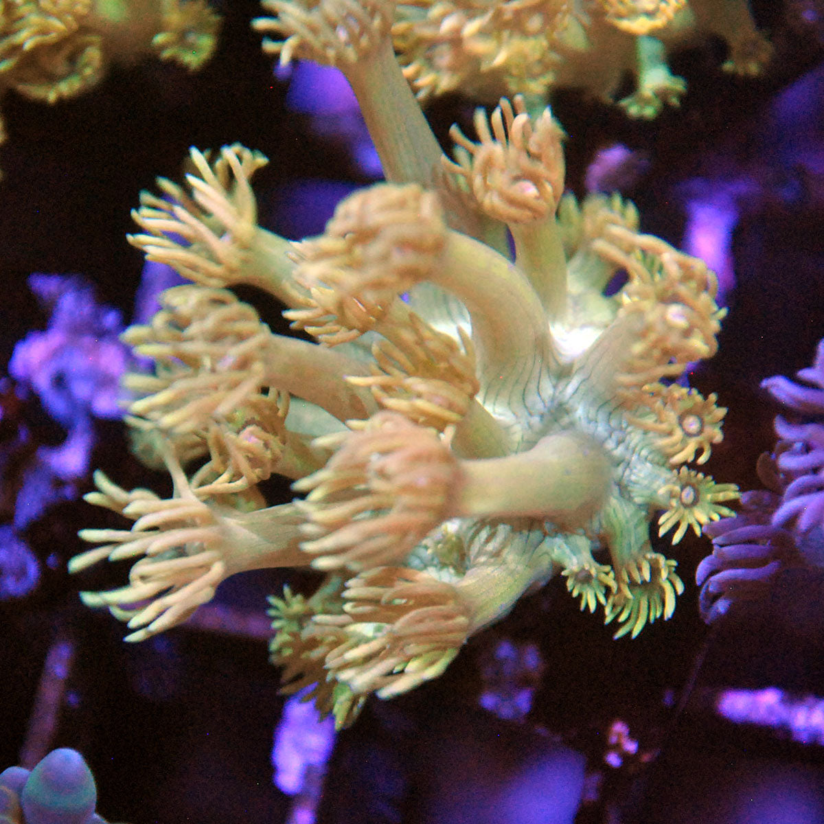 Goniopora / Goni - Yellow