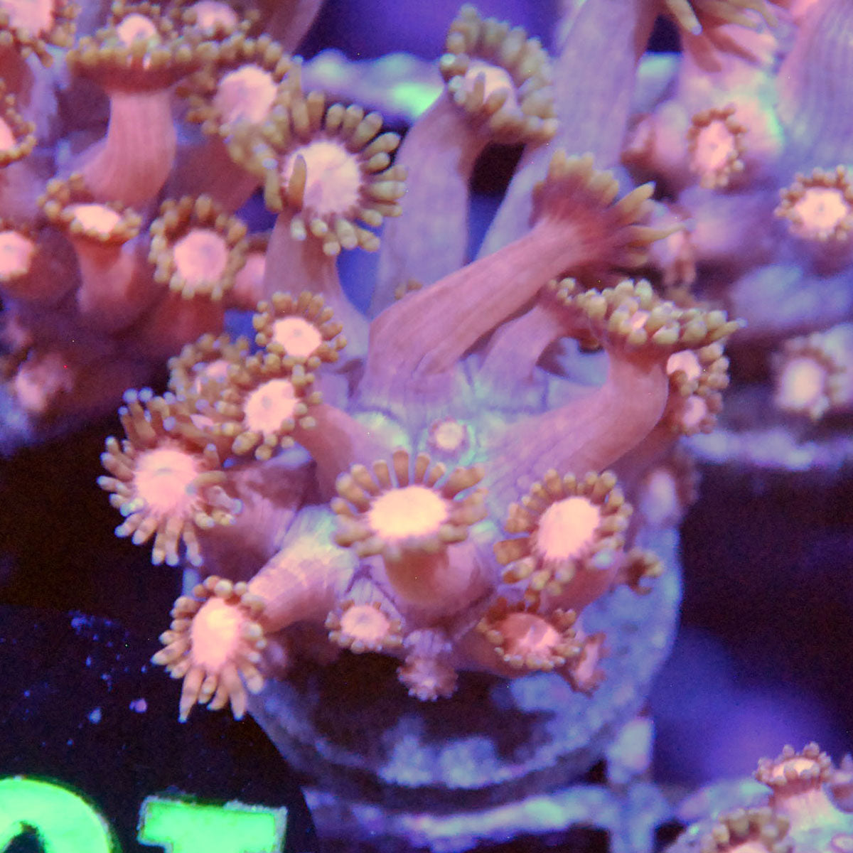 Goniopora / Goni - Islander Corals Cyborg