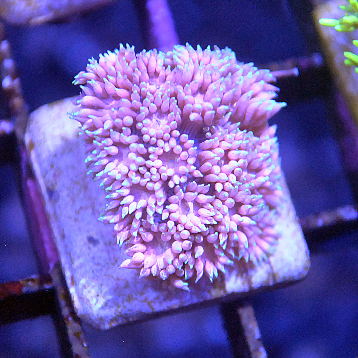 Goniopora / Goni - Cotton Candy