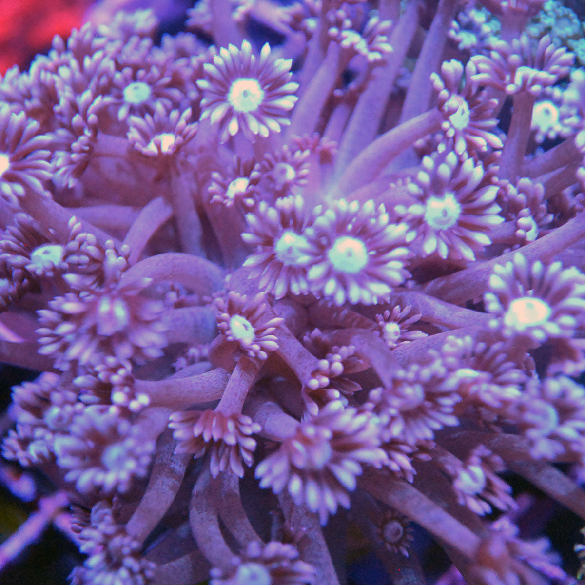 Goniopora / Goni - True Purple Colony