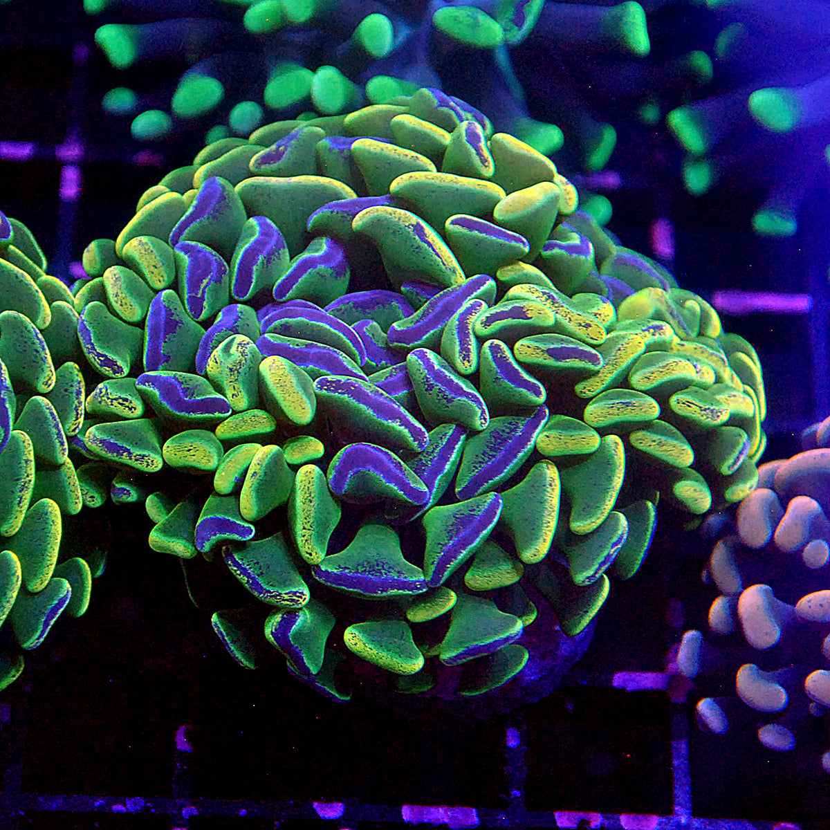 Hammer Coral - Aussie Yellow Splatter