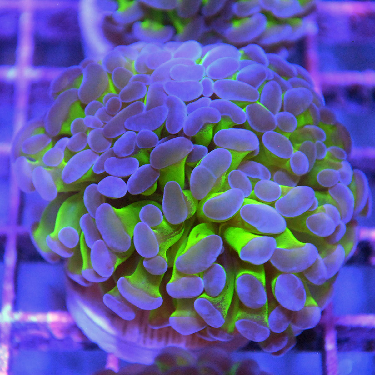 Hammer Coral - Jelly Bean