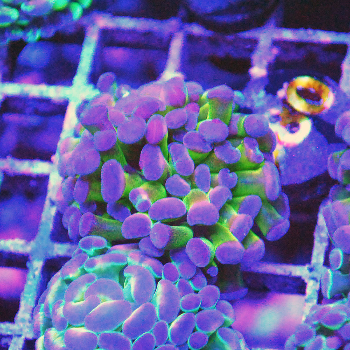 Hammer Coral - Jelly Bean