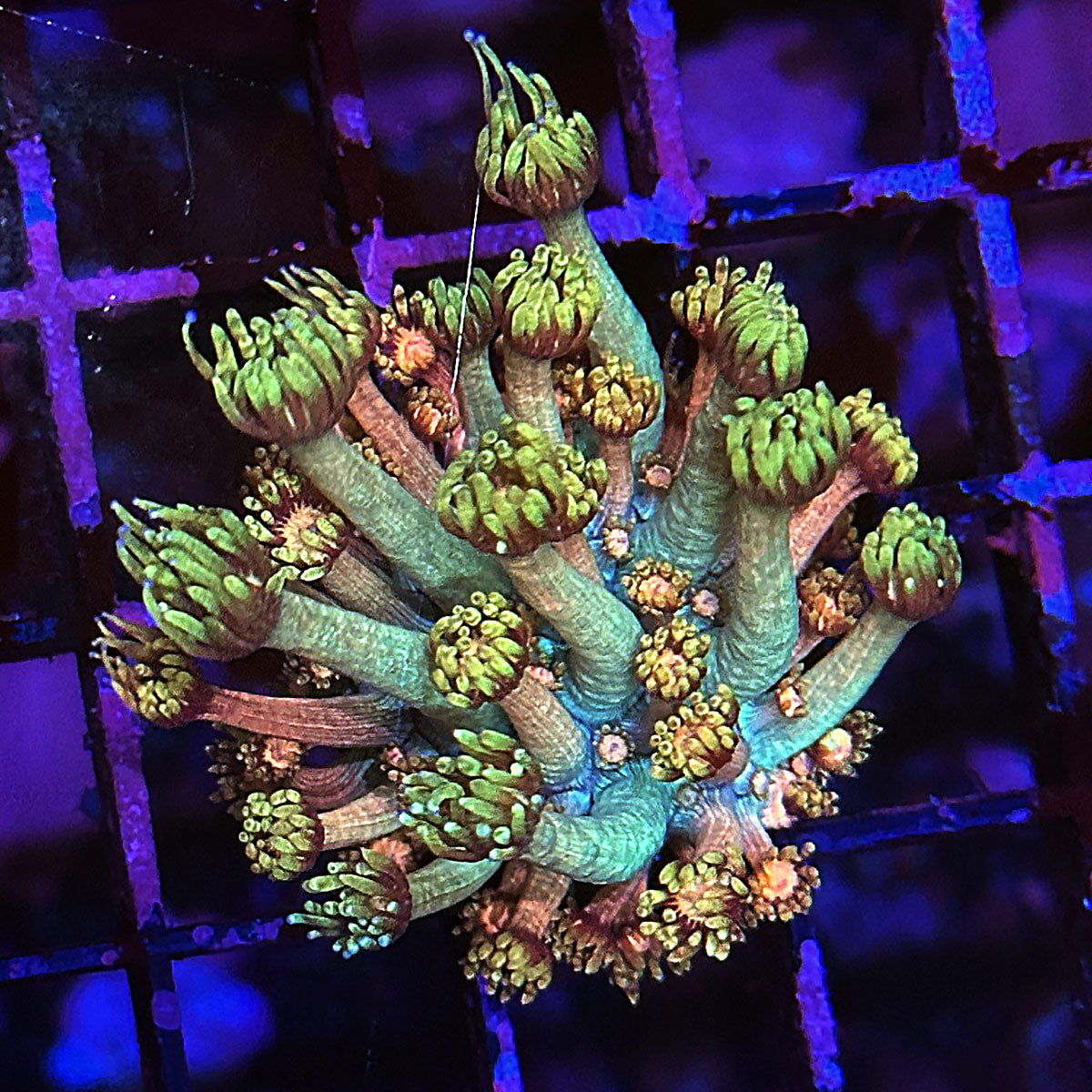 Goniopora / Goni - Islander Corals Cyborg