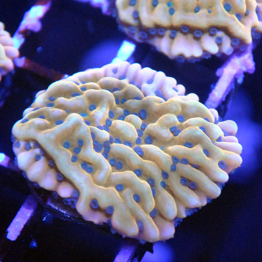 Beach Bum Montipora