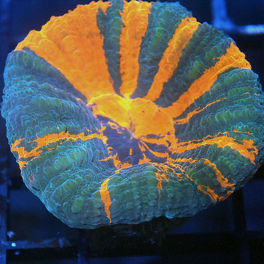 Braveheart Scoly / Scolymia