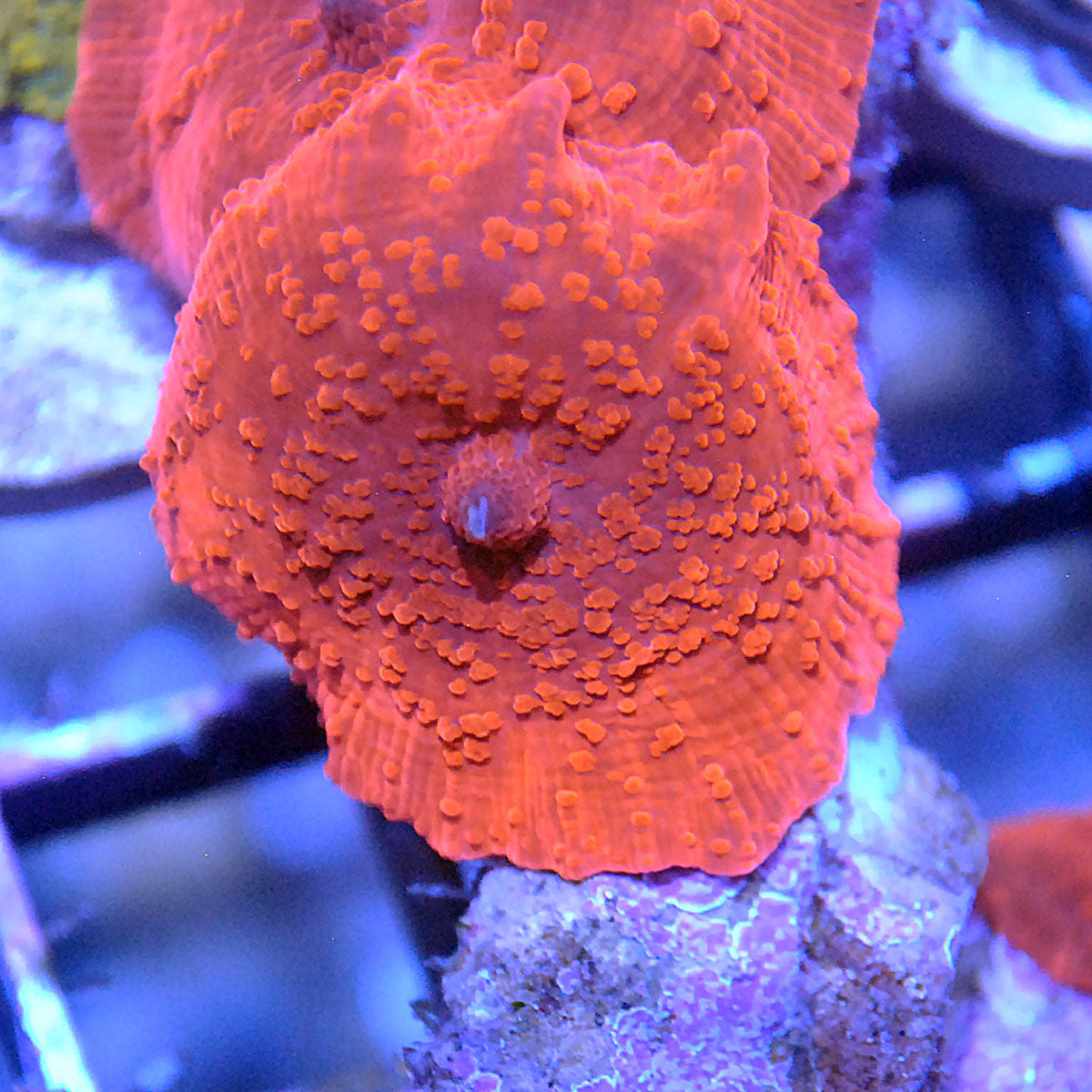 Islander Corals Red Ferrari Aussie Discosoma Mushroom